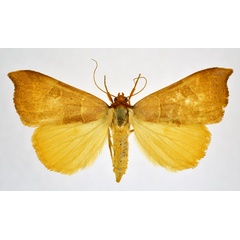 /filer/webapps/moths/media/images/P/phaeodonta_Marcipa_AF_NHMO.jpg