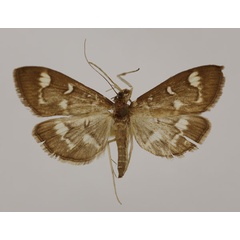 /filer/webapps/moths/media/images/O/orbiferalis_Syllepte_A_BMNH.jpg