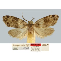 /filer/webapps/moths/media/images/I/infuscata_Viettesia_HT_MNHN.jpg