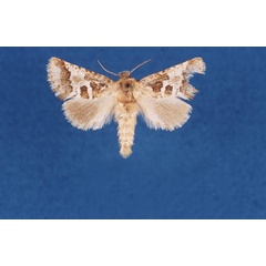 /filer/webapps/moths/media/images/A/albitorquata_Arbelodes_AF_TMSA.jpg