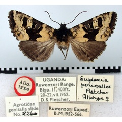 /filer/webapps/moths/media/images/P/pericalles_Euplexia_AT_BMNH.jpg
