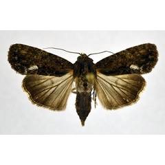 /filer/webapps/moths/media/images/F/firmivena_Stenopterygia_AF_NHMO_02.jpg