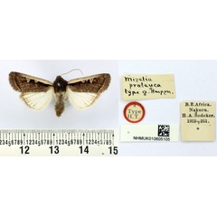 /filer/webapps/moths/media/images/P/proleuca_Miselia_HT_BMNH.jpg