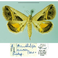 /filer/webapps/moths/media/images/A/aurea_Acantholipes_PT_MSNM.jpg