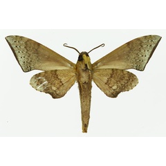 /filer/webapps/moths/media/images/R/rougeoti_Polyptychus_AM_Basquin_02b.jpg