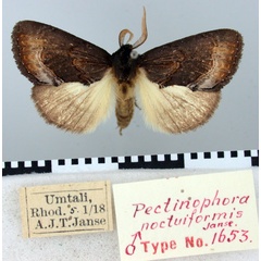 /filer/webapps/moths/media/images/N/noctuiformis_Pectinophora_HT_TMSA.jpg