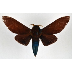 /filer/webapps/moths/media/images/N/nysa_Gonometa_AM_NHMO.jpg