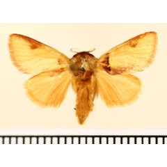 /filer/webapps/moths/media/images/A/afflata_Perola_A_BMNH_04.jpg