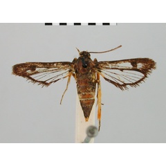 /filer/webapps/moths/media/images/F/fulvipes_Chamanthedon_HT_BMNH.jpg