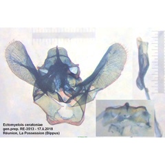 /filer/webapps/moths/media/images/C/ceratoniae_Ectomyelois_GM_Bippus_3513.jpg
