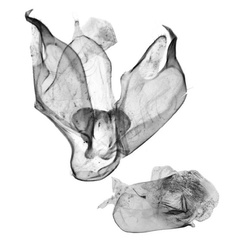 /filer/webapps/moths/media/images/Y/yaseminae_Cyana_GMPT_BMNH_6196.jpg