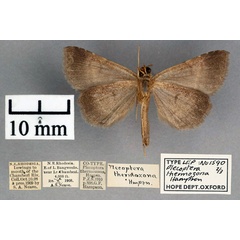 /filer/webapps/moths/media/images/T/thermozona_Plecoptera_AM_OUMNH_02.jpg