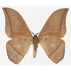 /filer/webapps/moths/media/images/N/niepelti_Lobobunaea_AM_Basquin_02b.jpg