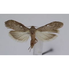 /filer/webapps/moths/media/images/A/anella_Lamoria_A_JMonks_02.jpg