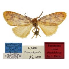 /filer/webapps/moths/media/images/F/friederikeae_Afrasura_PTM_BMNH.jpg