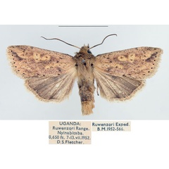 /filer/webapps/moths/media/images/P/phaeopasta_Mythimna_AM_BMNH_01.jpg