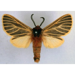 /filer/webapps/moths/media/images/F/flavivena_Metarctia_ST_BMNH_01.jpg