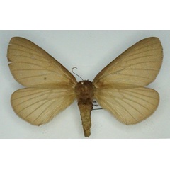 /filer/webapps/moths/media/images/T/thunbergii_Phyllalia_AF_Stroehle.jpg