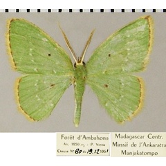 /filer/webapps/moths/media/images/S/subsimplex_Comostolopsis_AM_ZSMa.jpg