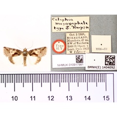 /filer/webapps/moths/media/images/M/mesonephele_Catephia_HT_BMNH.jpg