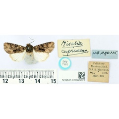 /filer/webapps/moths/media/images/C/cuprescens_Polia_ST_BMNH_02.jpg