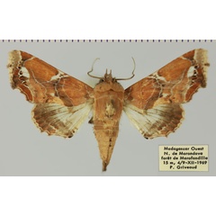 /filer/webapps/moths/media/images/D/dinota_Caligatus_AM_MNHNa.jpg
