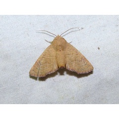 /filer/webapps/moths/media/images/P/polychorda_Eutelia_A_Goff_02.jpg