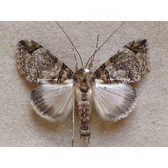 /filer/webapps/moths/media/images/R/rectilinea_Gigantoceras_A_Butler.jpg