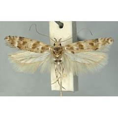 /filer/webapps/moths/media/images/S/selectoides_Scrobipalpa_HT_TMSA.jpg