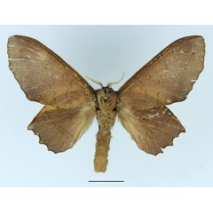 /filer/webapps/moths/media/images/A/avinoffi_Morongea_AF_Basquin.jpg