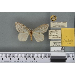 /filer/webapps/moths/media/images/M/malgassica_Orgyia_NAT_BMNHa.jpg
