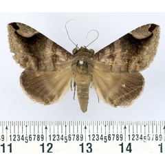 /filer/webapps/moths/media/images/P/palpalis_Bastilla_AM_BMNH.jpg