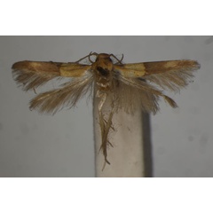 /filer/webapps/moths/media/images/D/divisa_Stathmopoda_LT_BMNH.jpg