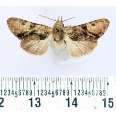 /filer/webapps/moths/media/images/R/regularis_Oedebasis_AM_BMNH.jpg