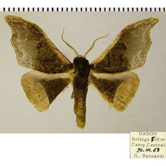 /filer/webapps/moths/media/images/O/olivacea_Sphingomima_AM_ZSMa.jpg