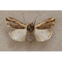 /filer/webapps/moths/media/images/U/ustula_Amazonides_A_Butler.jpg