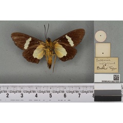 /filer/webapps/moths/media/images/M/metagrius_Eusemia_HT_BMNHb.jpg
