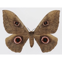 /filer/webapps/moths/media/images/C/christyi_Lobobunaea_AF_Basquin.jpg