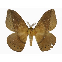 /filer/webapps/moths/media/images/A/ambahona_Maltagorea_HT_Basquin.jpg