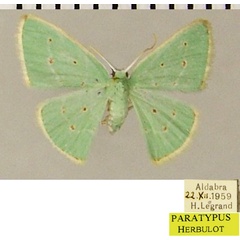/filer/webapps/moths/media/images/M/modesta_Comostolopsis_PTF_ZSMa.jpg