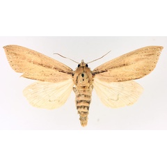 /filer/webapps/moths/media/images/S/sesamiodes_Paragria_AM_TMSA_01.jpg