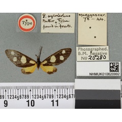 /filer/webapps/moths/media/images/S/sylvicolens_Pseudonaclia_HT_BMNHa.jpg