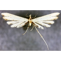 /filer/webapps/moths/media/images/D/daemonica_Platyptilia_LT_BMNH.jpg