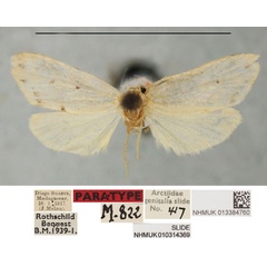 /filer/webapps/moths/media/images/D/deceptans_Philenora_PTM_NHMUKa.jpg