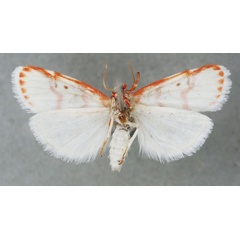 /filer/webapps/moths/media/images/L/lobata_Cyana_PTM_BMNH_01b.jpg