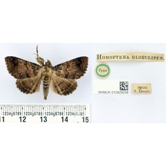 /filer/webapps/moths/media/images/G/globulipes_Homoptera_HT_BMNH.jpg