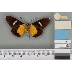 /filer/webapps/moths/media/images/T/tenuis_Rothia_HT_BMNHb.jpg