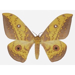 /filer/webapps/moths/media/images/X/xerophilus_Aurivillius_AF_Basquina.jpg