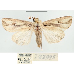/filer/webapps/moths/media/images/F/fissifascia_Leucania_AF_BMNH.jpg