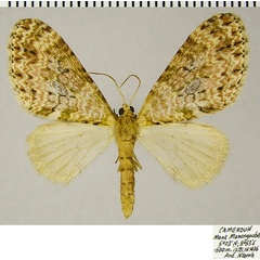 /filer/webapps/moths/media/images/S/stulta_Lobidiopteryx_AF_ZSM_02.jpg